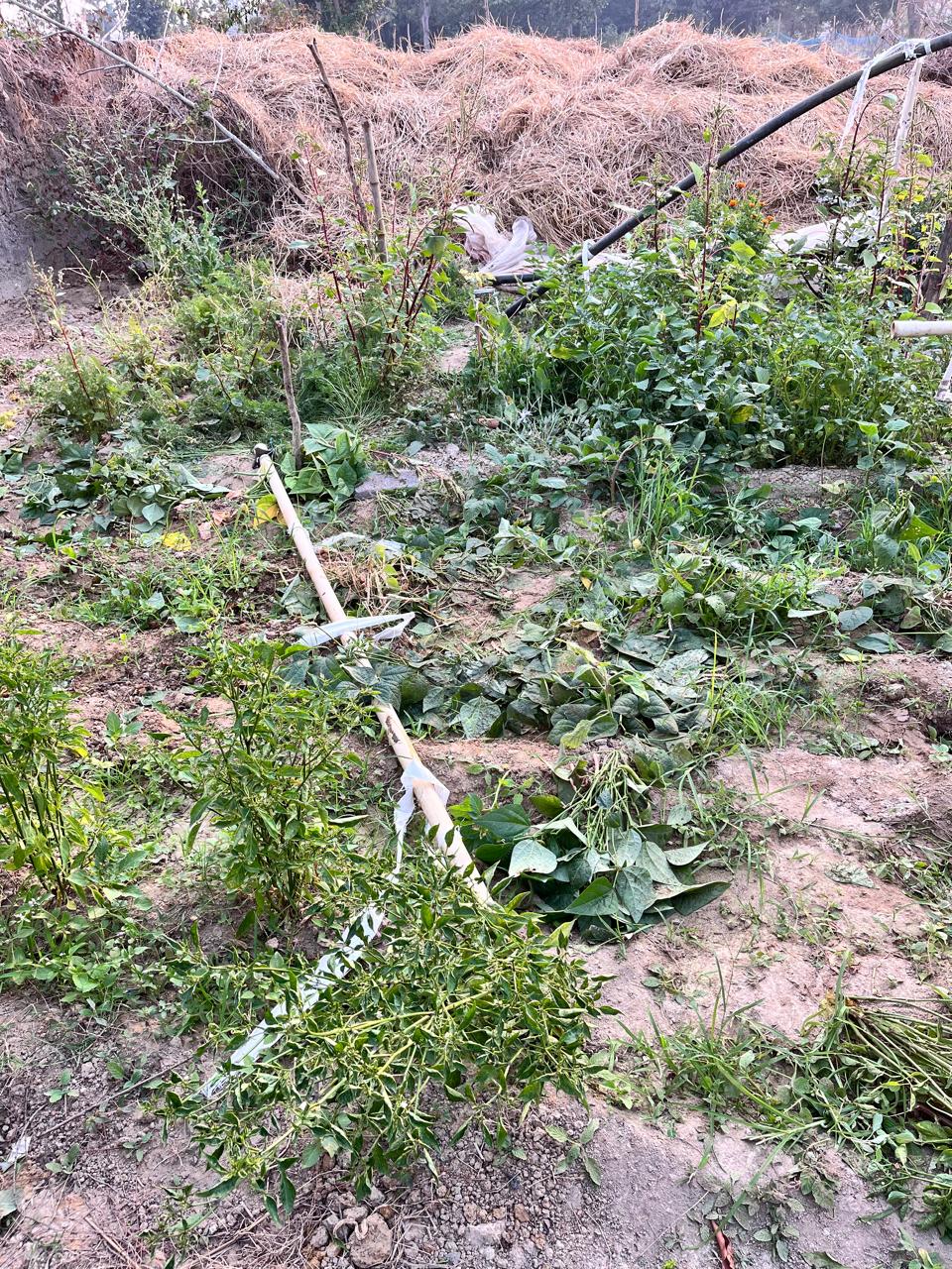 IMG-20250219-WA0004