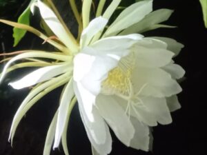 IMG-20250615-WA0147