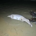 IMG-20261007-WA0064